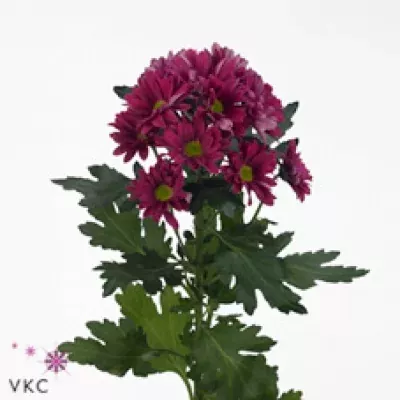 Chryzantéma T STYLIST PURPLE 80g