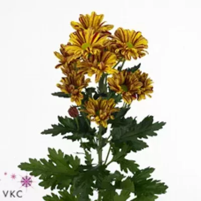 Chryzantéma T STYLIST YELLOW 70g