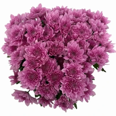 Chryzantéma T SUAVECITO