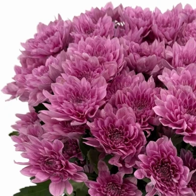 Chryzantéma T SUAVECITO