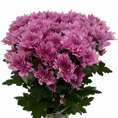 Chryzantéma T SUAVECITO