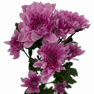 Chryzantéma T SUAVECITO 75 g