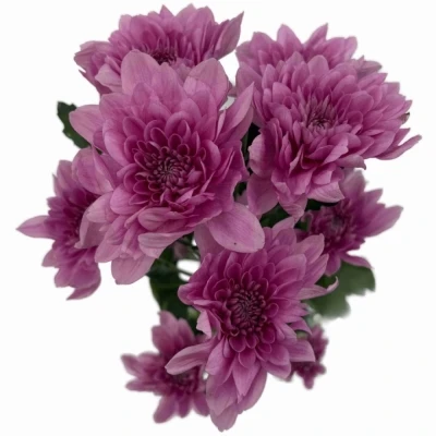 Chryzantéma T SUAVECITO