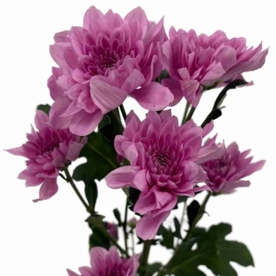 Chryzantéma T SUAVECITO