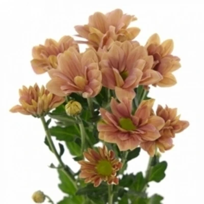 Chryzantéma T SUMMER LOVE 70 g