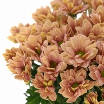 Chryzantéma T SUMMER LOVE