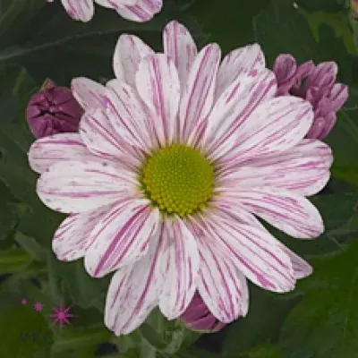 Chryzantéma T SURPRISING ARTIST PINK 70g