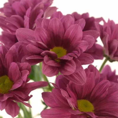 Chryzantéma T TALITHA 75g