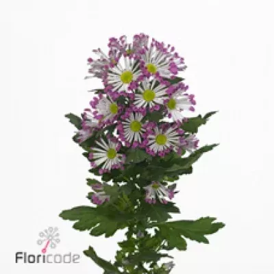 Chryzantéma T TANETS 80g