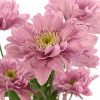 Chryzantéma T TIFLIS