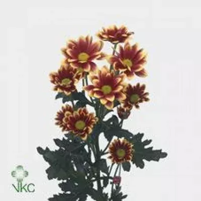 Chryzantéma T TIMMAN YELLOW 70g