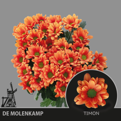 Chryzantéma T TIMON 70 g
