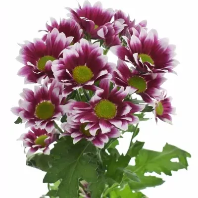 Chryzantéma T TOGETHER DARK 75g