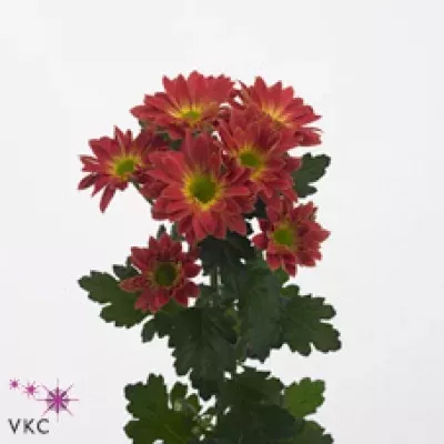 Chryzantéma T TOSHKA RED 75g