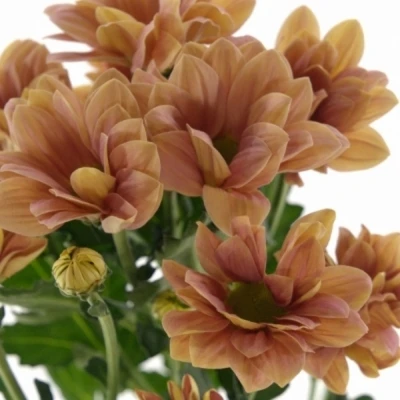 Chryzantéma T VARESE ORANGE