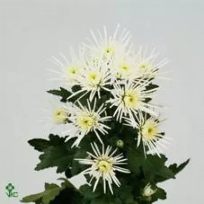 Chryzantéma T VESUVIO 75g