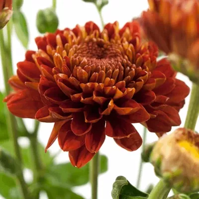 Chryzantéma T WENDY ROOD 75g