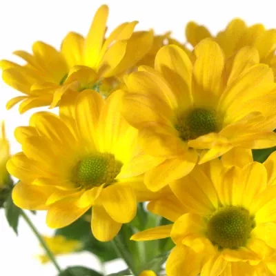 Chryzantéma T WIMBLEDON ORANGE 80g