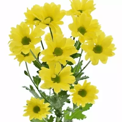 Chryzantéma T YELLOW STRIKE 80g