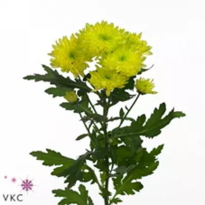 Chryzantéma T ZEMBLA BRASIL 75g