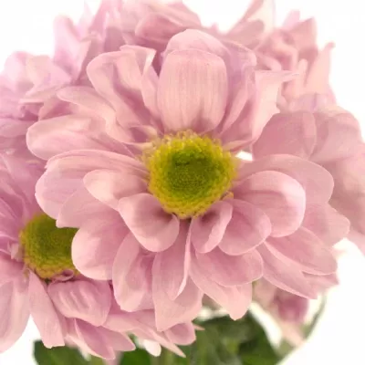 Chryzantéma T CADILLAC 70g