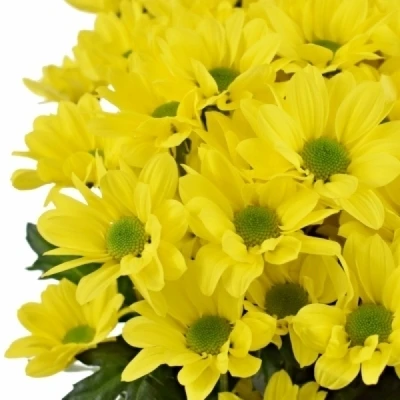 Chryzantéma TR COPA