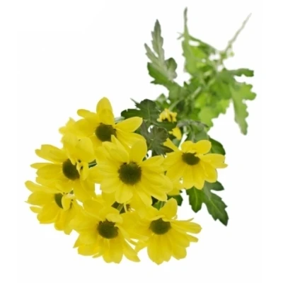 Chryzantéma TR COPA