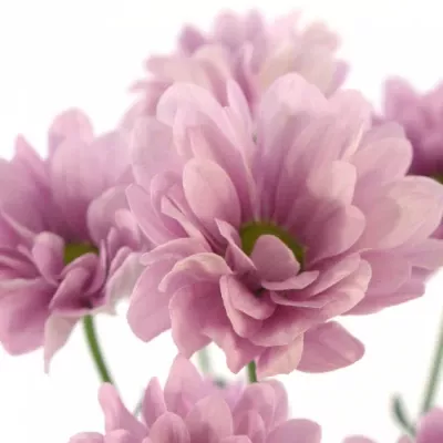 Chryzantéma T MAYFAIR 80g