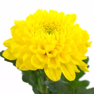 Chryzantéma G WILLEM SUNNY 55g