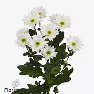 Chryzantéma TR LIFE 80g