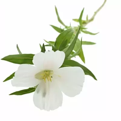 CLARKIA AMOENA GRACE WHITE 50cm