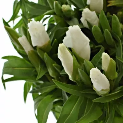 CLARKIA AMOENA GRACE WHITE 50cm