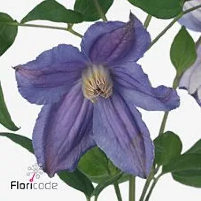 Clematis AMAZING GENEVA 70cm