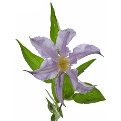 Clematis AMAZING LONDON 50cm
