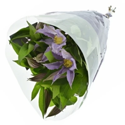 Clematis AMAZING LONDON