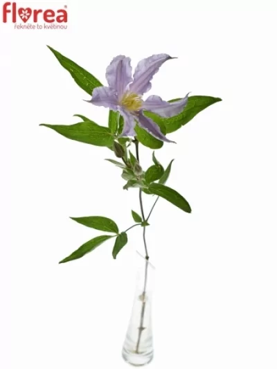 Clematis STAR RIVER