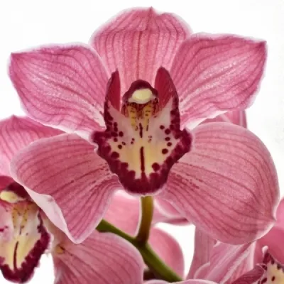 Člunatec T JET SET 60cm