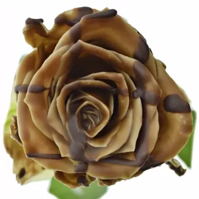 Čokoládová růže BONBON DARK CHOCOLAT STRIP 70cm