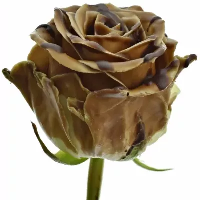 Čokoládová růže BONBON DARK CHOCOLAT STRIP 70cm