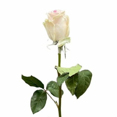 Čokoládová růže CHOCOLAT BLINK BLINK LIGHT PINK LOVE