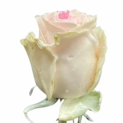 Čokoládová růže CHOCOLAT BLINK BLINK LIGHT PINK LOVE 70cm (L)