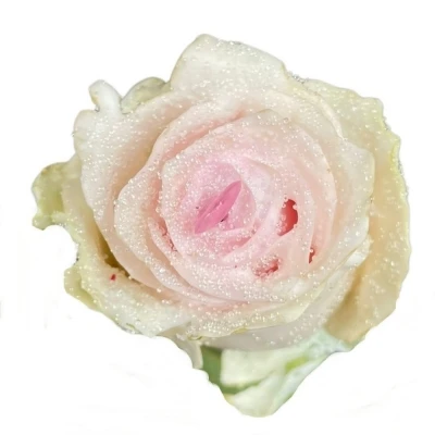 Čokoládová růže CHOCOLAT BLINK BLINK LIGHT PINK LOVE