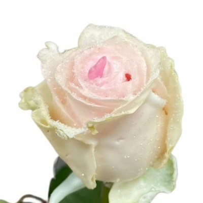 Čokoládová růže CHOCOLAT BLINK BLINK LIGHT PINK LOVE