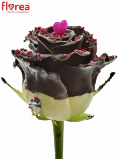 Čokoládová růže CHOCOLAT DAME BLANCHE PINK LOVE  60cm (R 301)
