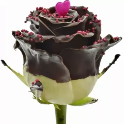 Čokoládová růže CHOCOLAT DAME BLANCHE PINK LOVE  60cm (R 301)