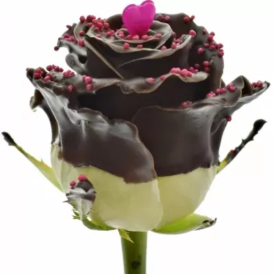 Čokoládová růže CHOCOLAT PEARL LOVE 70cm (L)