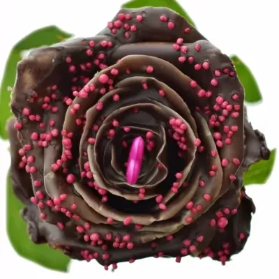 Čokoládová růže CHOCOLAT PEARL LOVE 