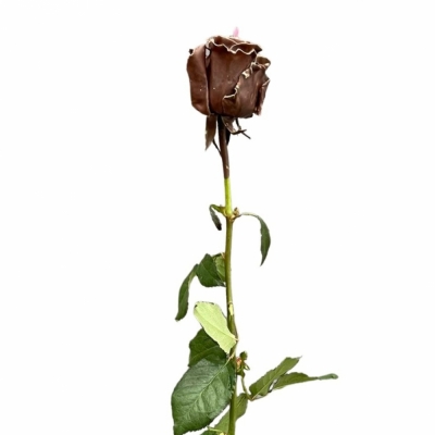 Čokoládová růže CHOCOLAT PINK LOVE