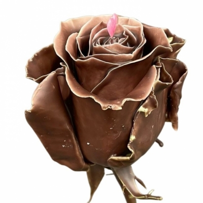 Čokoládová růže CHOCOLAT PINK LOVE 70cm (L)