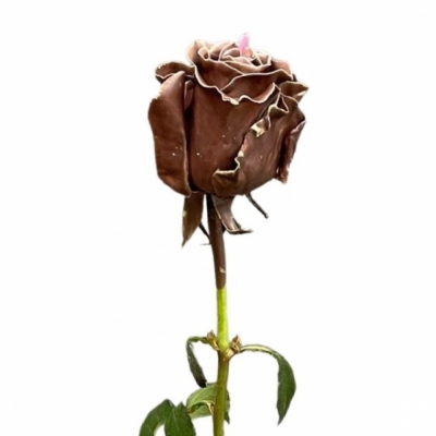 Čokoládová růže CHOCOLAT PINK LOVE